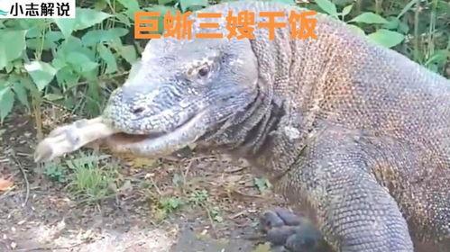 印度巨蜥吃瓜群视频,揭秘爬行动物独特饮食习惯