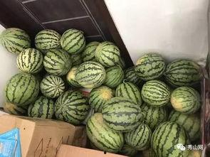 井研吃瓜的视频,揭秘当地特色美食背后的故事