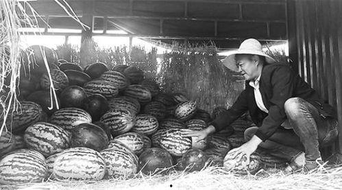 郯城县吃瓜群众事件视频,一场网络舆论的风暴与反思