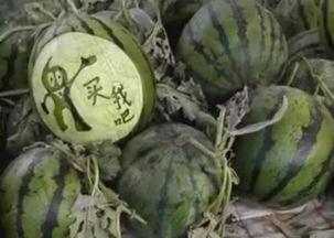 王小九吃茄瓜是哪一集视频