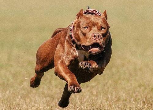 比特犬吃猪瓜好吗视频讲解,比特犬吃猪瓜的利弊分析