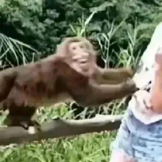 猴子配音吃瓜视频在线观看,趣味配音，带你领略欢乐时光