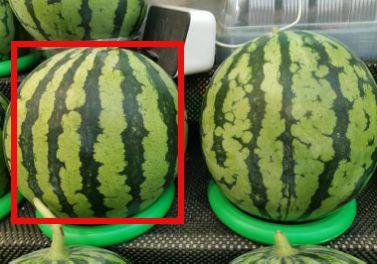 吃母瓜的视频怎么拍好看,打造吸睛美食短视频