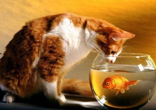 猫喜欢吃蜜瓜蛋糕吗视频,揭秘猫咪的甜蜜喜好