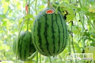 微山县吃瓜视频,一场视觉与味蕾的双重盛宴