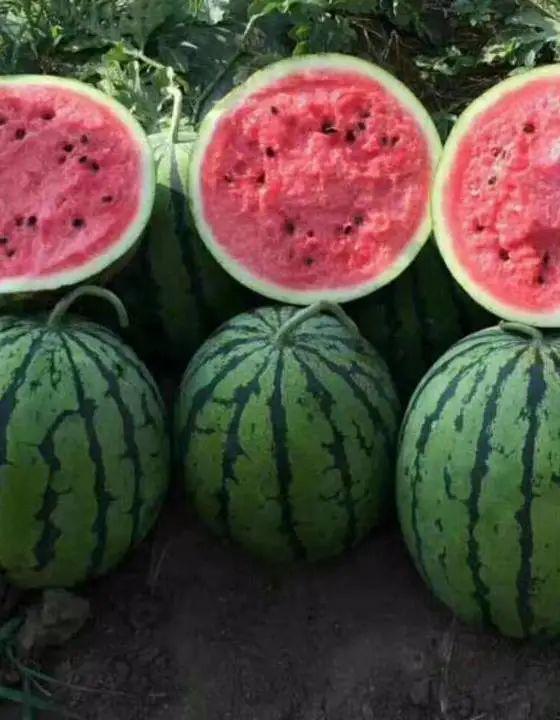 瓜怎么吃才能更好吃视频,解锁美味多汁的吃瓜技巧