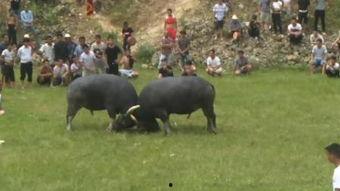 吃瓜斗牛视频大全,视频大全带你领略激情与幽默