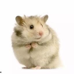 仓鼠吃云南小瓜好吗视频,营养美味，健康相伴