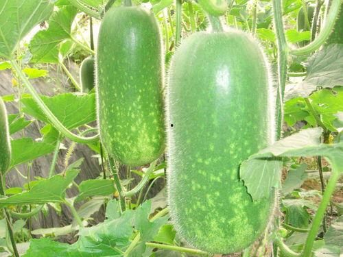 吃角瓜减肥视频,轻松实现健康瘦身新体验