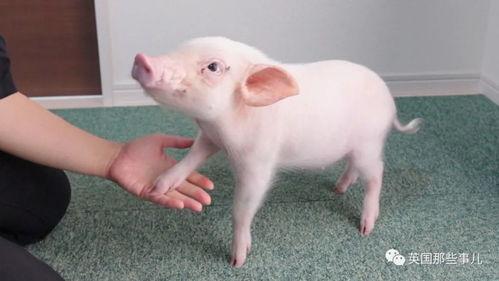 宠物猪吃瓜的视频大全集,宠物猪欢乐视频集锦