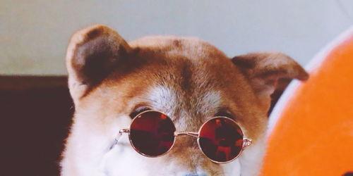 狗哥吃瓜视频,揭秘娱乐圈幕后真相