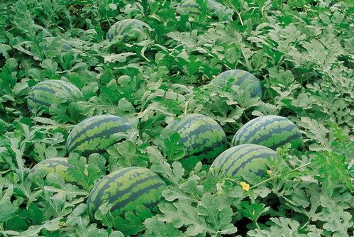 玉田花店吃瓜视频大全,趣味横生的花店日常