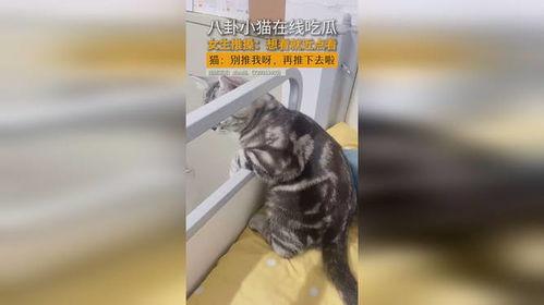 吃瓜小猫视频在线观看,萌宠视频在线观看，欢乐时光尽在掌握