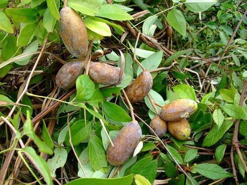 有吃八月瓜的不良人吗视频,不良人为何难以抗拒